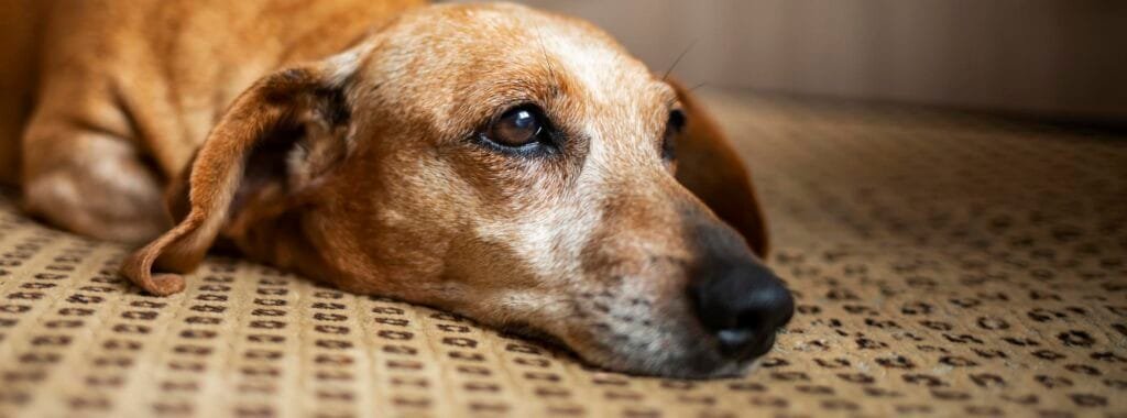 Can Carpet Cleaner Cause Seizures in Dogs