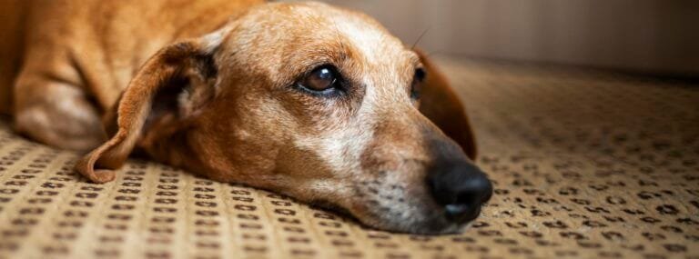 Can Carpet Cleaner Cause Seizures in Dogs