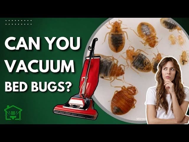 Can Vacuum Cleaner Remove Bed Bugs