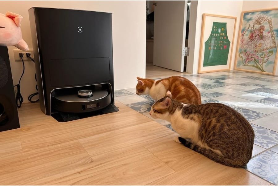 Why Don'T Cats Like Vacuum Cleaners