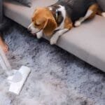 How Often Should You Vacuum With Pets