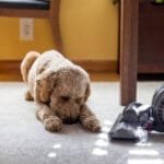 How to Get Dog Smell Out of Vacuum