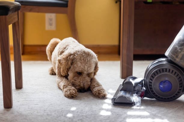 How to Get Dog Smell Out of Vacuum
