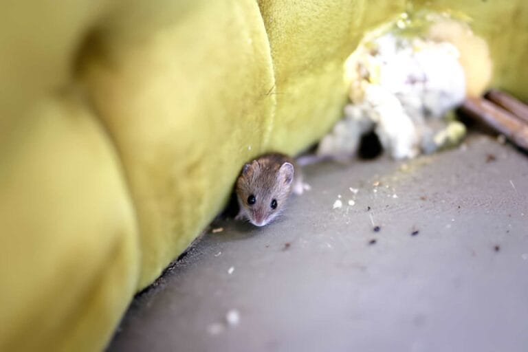Can You Vacuum Mouse Poop